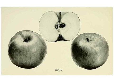 Reproducción/Reproduction 42409919382: The apples of New York,. Albany,J. B. Lyon Co., Printers,1905.. 