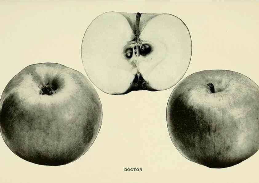 Reproducción/Reproduction 42409919382: The apples of New York,. Albany,J. B. Lyon Co., Printers,1905.. 