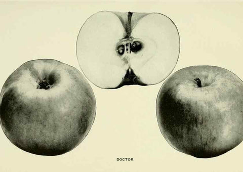 Reproducción/Reproduction 42409919382: The apples of New York,. Albany,J. B. Lyon Co., Printers,1905.. 