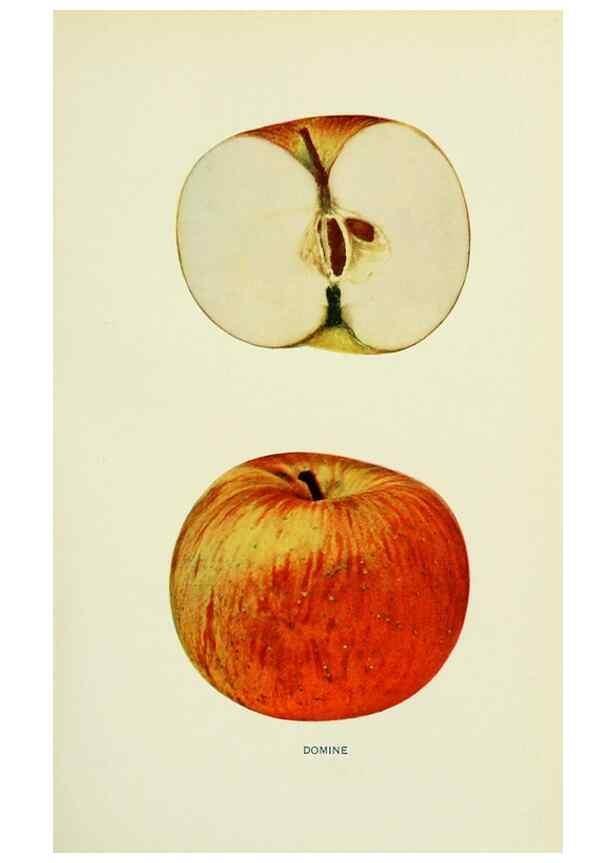 Reproducción/Reproduction 41557957005: The apples of New York,. Albany,J. B. Lyon Co., Printers,1905.. 