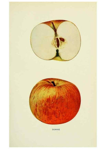 Reproducción/Reproduction 41557957005: The apples of New York,. Albany,J. B. Lyon Co., Printers,1905.. 