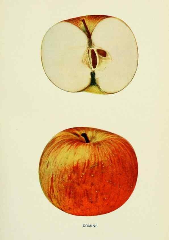 Reproducción/Reproduction 41557957005: The apples of New York,. Albany,J. B. Lyon Co., Printers,1905.. 