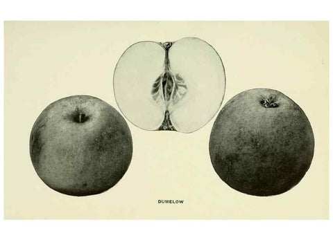 Reproducción/Reproduction 42460643521: The apples of New York,. Albany,J. B. Lyon Co., Printers,1905.. 