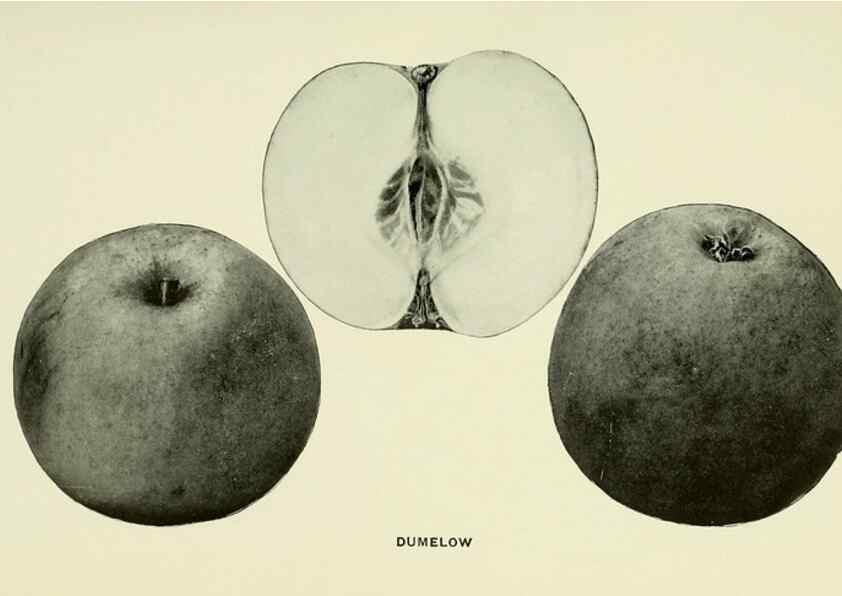 Reproducción/Reproduction 42460643521: The apples of New York,. Albany,J. B. Lyon Co., Printers,1905.. 