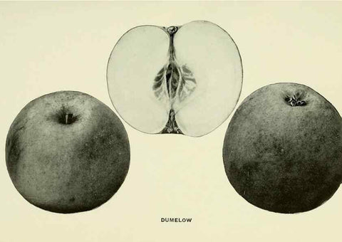 Reproducción/Reproduction 42460643521: The apples of New York,. Albany,J. B. Lyon Co., Printers,1905.. 