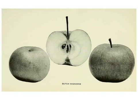Reproducción/Reproduction 41557961795: The apples of New York,. Albany,J. B. Lyon Co., Printers,1905.. 