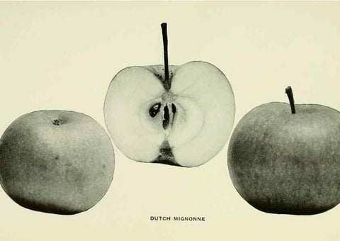 Reproducción/Reproduction 41557961795: The apples of New York,. Albany,J. B. Lyon Co., Printers,1905.. 