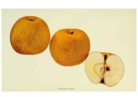 Reproducción/Reproduction 42460647931: The apples of New York,. Albany,J. B. Lyon Co., Printers,1905.. 