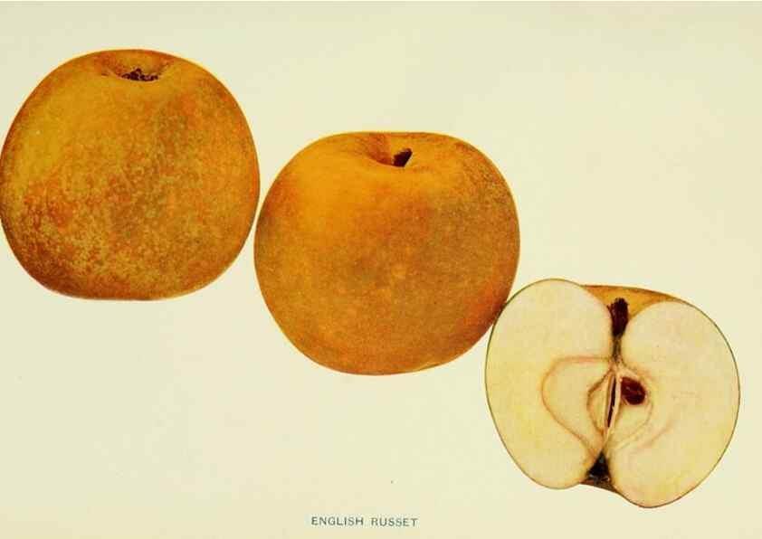 Reproducción/Reproduction 42460647931: The apples of New York,. Albany,J. B. Lyon Co., Printers,1905.. 