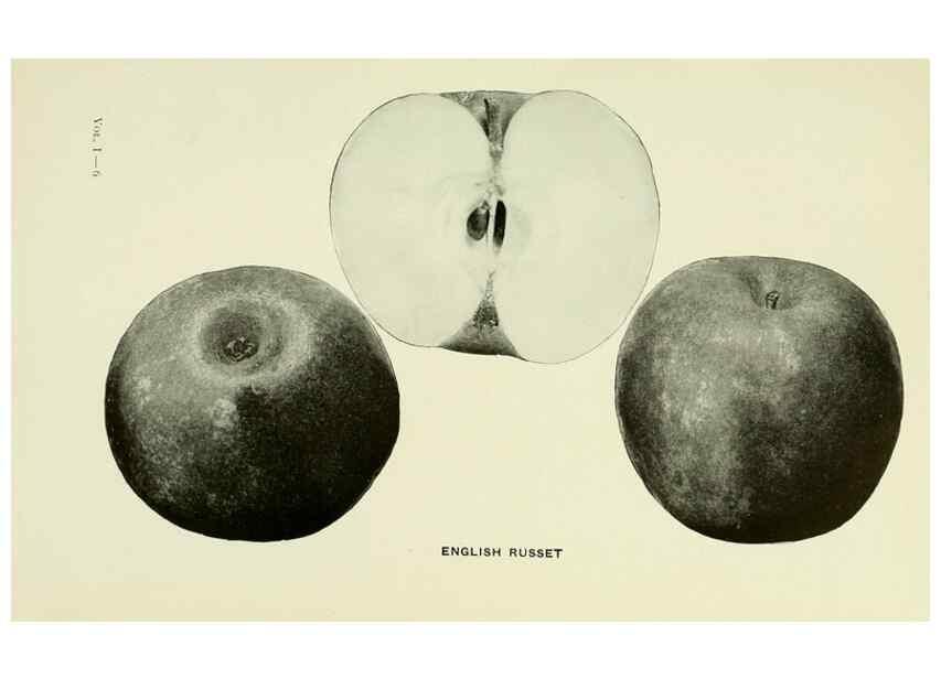 Reproducción/Reproduction 27590155227: The apples of New York,. Albany,J. B. Lyon Co., Printers,1905.. 