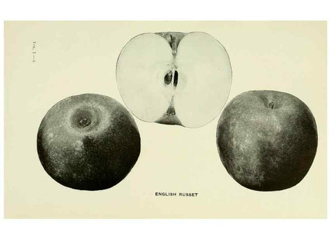 Reproducción/Reproduction 27590155227: The apples of New York,. Albany,J. B. Lyon Co., Printers,1905.. 