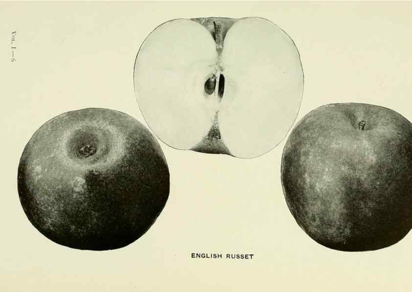 Reproducción/Reproduction 27590155227: The apples of New York,. Albany,J. B. Lyon Co., Printers,1905.. 