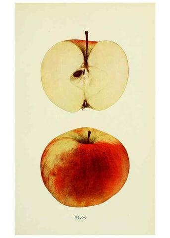 Reproducción/Reproduction 40652084310: The apples of New York,. Albany,J. B. Lyon Co., Printers,1905.. 