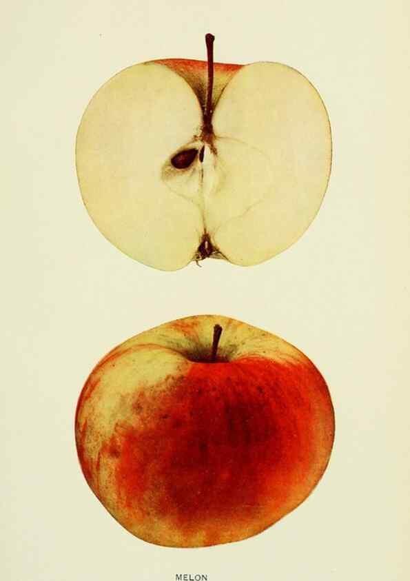 Reproducción/Reproduction 40652084310: The apples of New York,. Albany,J. B. Lyon Co., Printers,1905.. 