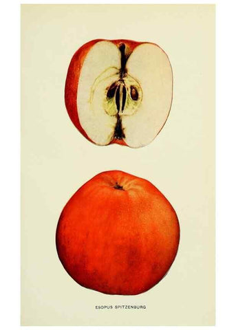 Reproducción/Reproduction 27590157207: The apples of New York,. Albany,J. B. Lyon Co., Printers,1905.. 