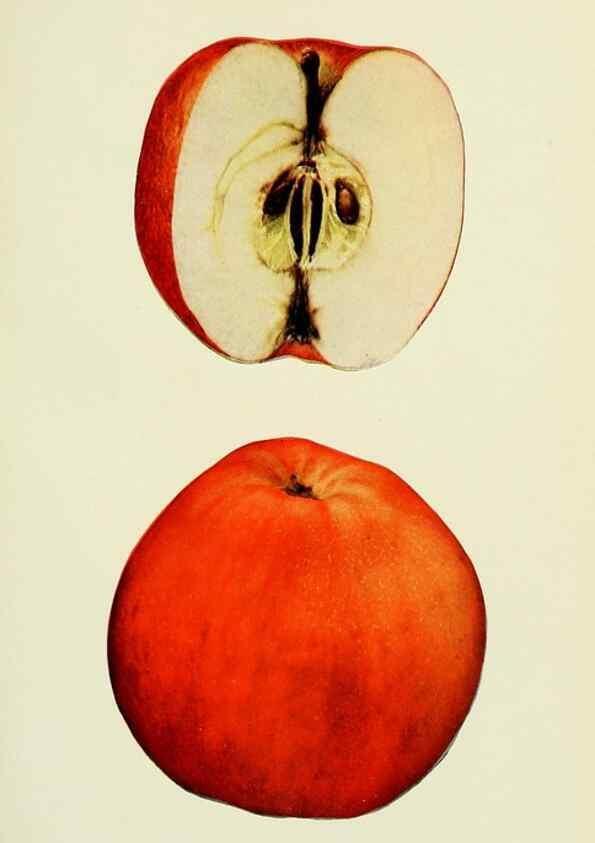 Reproducción/Reproduction 27590157207: The apples of New York,. Albany,J. B. Lyon Co., Printers,1905.. 