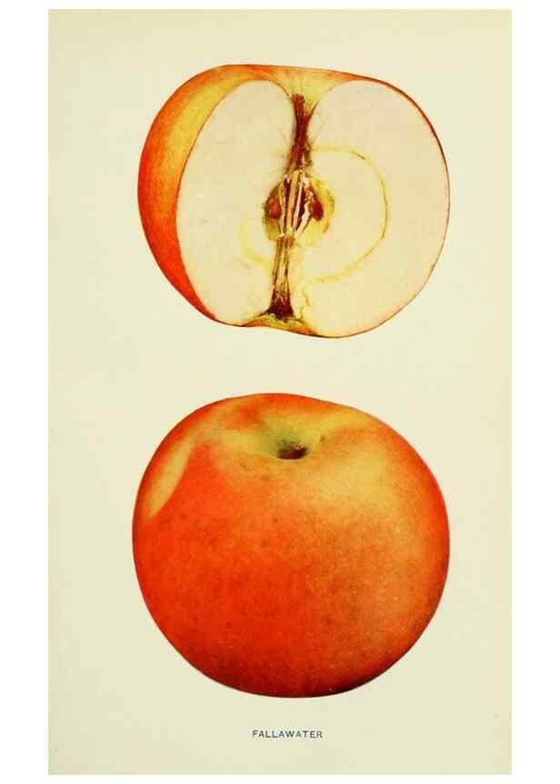 Reproducción/Reproduction 41557973715: The apples of New York,. Albany,J. B. Lyon Co., Printers,1905.. 