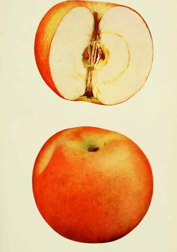 Reproducción/Reproduction 41557973715: The apples of New York,. Albany,J. B. Lyon Co., Printers,1905.. 