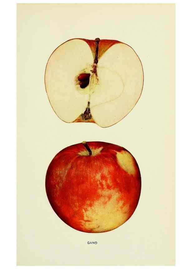 Reproducción/Reproduction 40652016990: The apples of New York,. Albany,J. B. Lyon Co., Printers,1905.. 