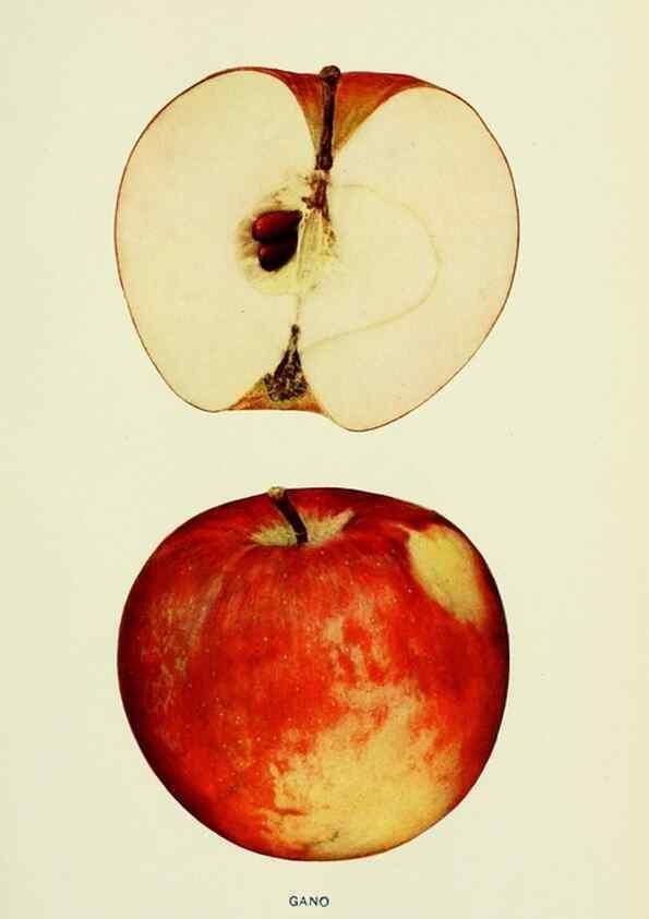Reproducción/Reproduction 40652016990: The apples of New York,. Albany,J. B. Lyon Co., Printers,1905.. 