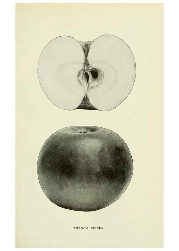 Reproducción/Reproduction 41557978555: The apples of New York,. Albany,J. B. Lyon Co., Printers,1905.. 