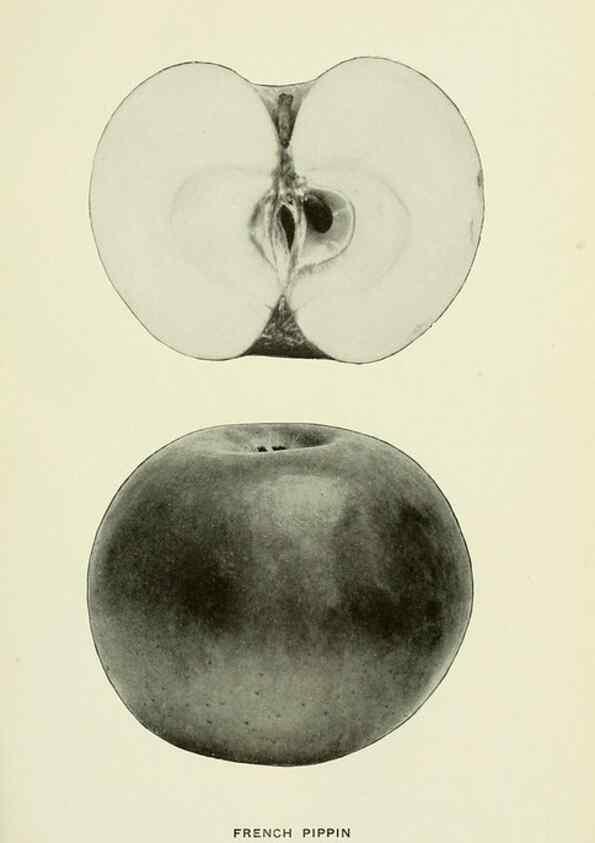 Reproducción/Reproduction 41557978555: The apples of New York,. Albany,J. B. Lyon Co., Printers,1905.. 