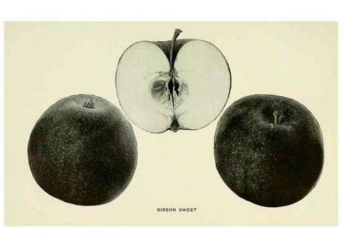 Reproducción/Reproduction 42409937262: The apples of New York,. Albany,J. B. Lyon Co., Printers,1905.. 