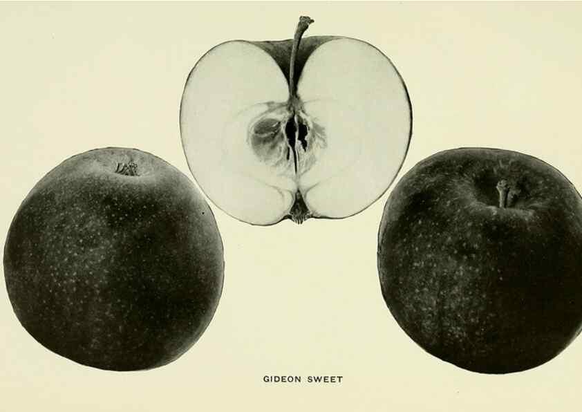 Reproducción/Reproduction 42409937262: The apples of New York,. Albany,J. B. Lyon Co., Printers,1905.. 