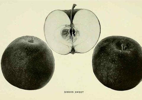 Reproducción/Reproduction 42409937262: The apples of New York,. Albany,J. B. Lyon Co., Printers,1905.. 
