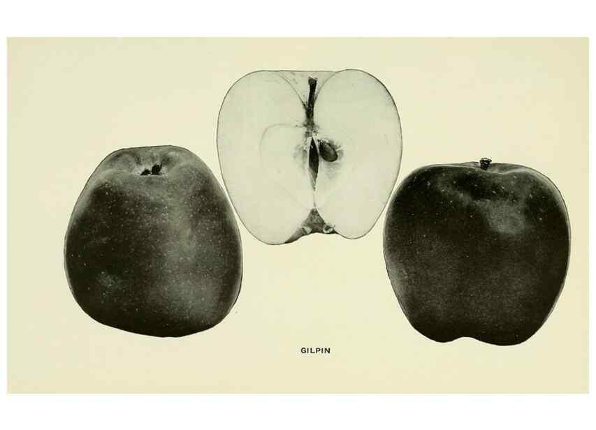 Reproducción/Reproduction 41557982785: The apples of New York,. Albany,J. B. Lyon Co., Printers,1905.. 