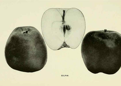 Reproducción/Reproduction 41557982785: The apples of New York,. Albany,J. B. Lyon Co., Printers,1905.. 
