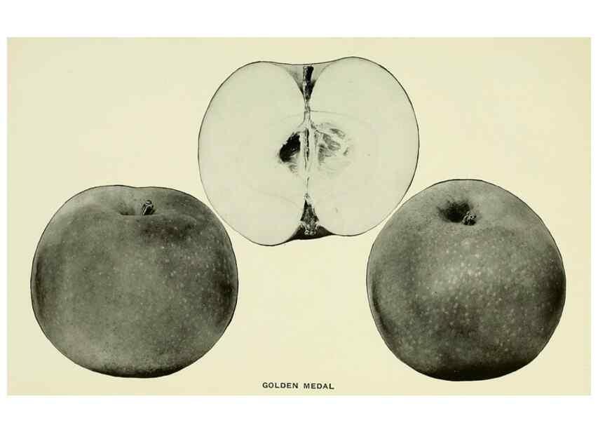 Reproducción/Reproduction 41557985315: The apples of New York,. Albany,J. B. Lyon Co., Printers,1905.. 