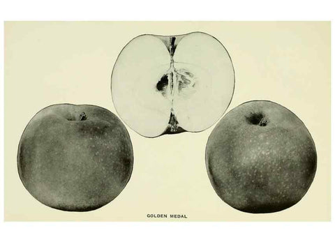 Reproducción/Reproduction 41557985315: The apples of New York,. Albany,J. B. Lyon Co., Printers,1905.. 