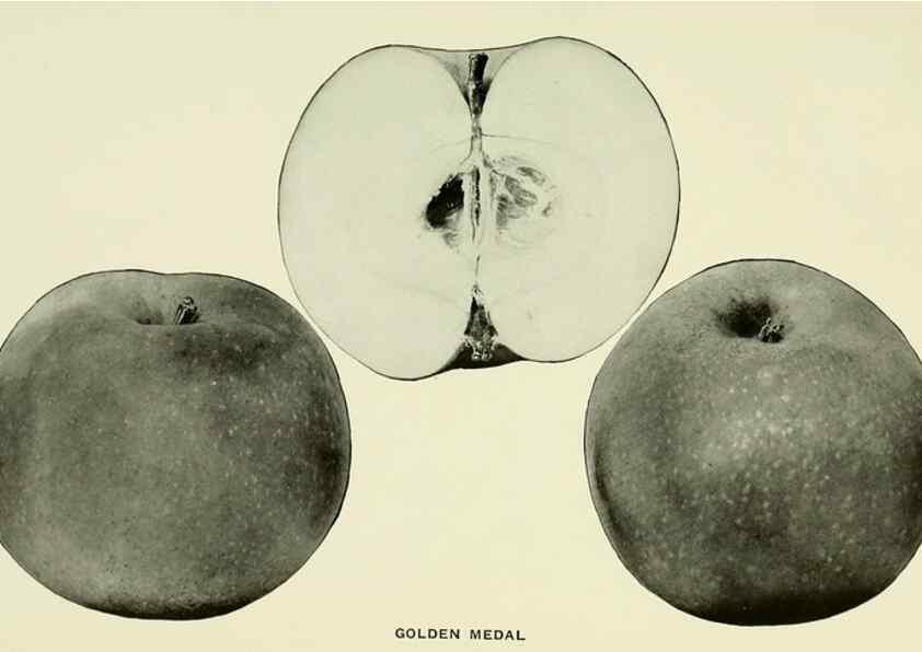Reproducción/Reproduction 41557985315: The apples of New York,. Albany,J. B. Lyon Co., Printers,1905.. 