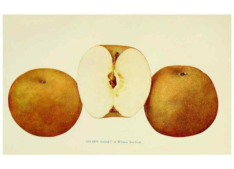 Reproducción/Reproduction 42409943412: The apples of New York,. Albany,J. B. Lyon Co., Printers,1905.. 