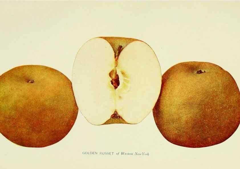 Reproducción/Reproduction 42409943412: The apples of New York,. Albany,J. B. Lyon Co., Printers,1905.. 