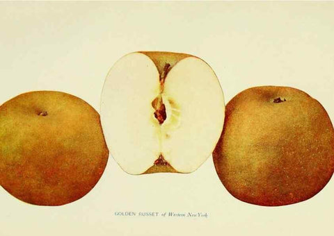 Reproducción/Reproduction 42409943412: The apples of New York,. Albany,J. B. Lyon Co., Printers,1905.. 