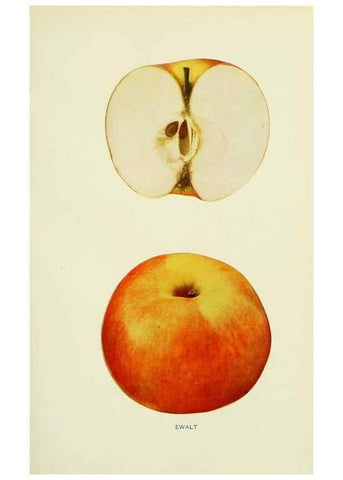 Reproducción/Reproduction 41557971305: The apples of New York,. Albany,J. B. Lyon Co., Printers,1905.. 