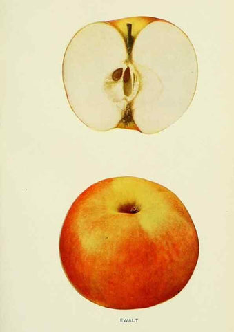 Reproducción/Reproduction 41557971305: The apples of New York,. Albany,J. B. Lyon Co., Printers,1905.. 