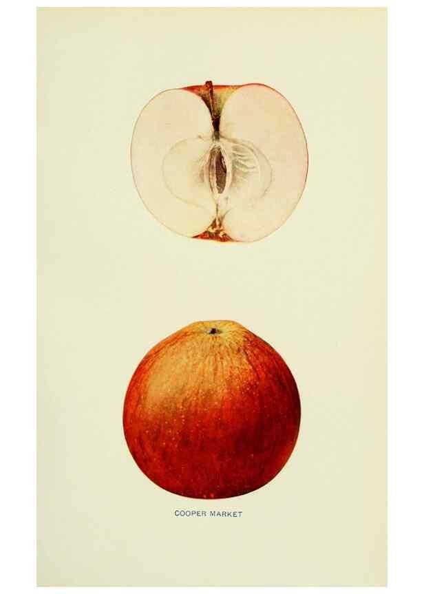 Reproducción/Reproduction 41737391974: The apples of New York,. Albany,J. B. Lyon Co., Printers,1905.. 