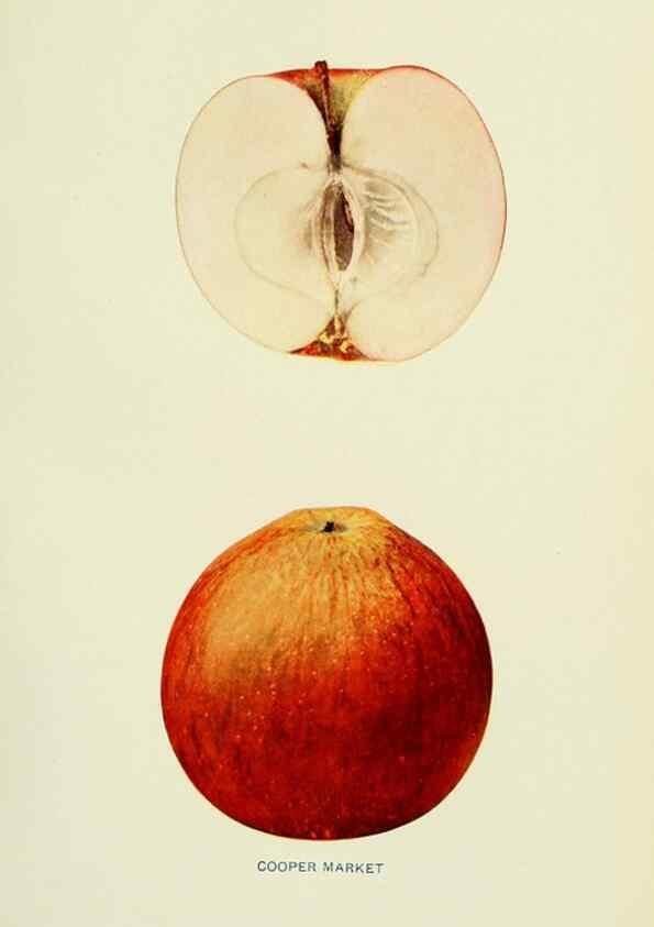 Reproducción/Reproduction 41737391974: The apples of New York,. Albany,J. B. Lyon Co., Printers,1905.. 