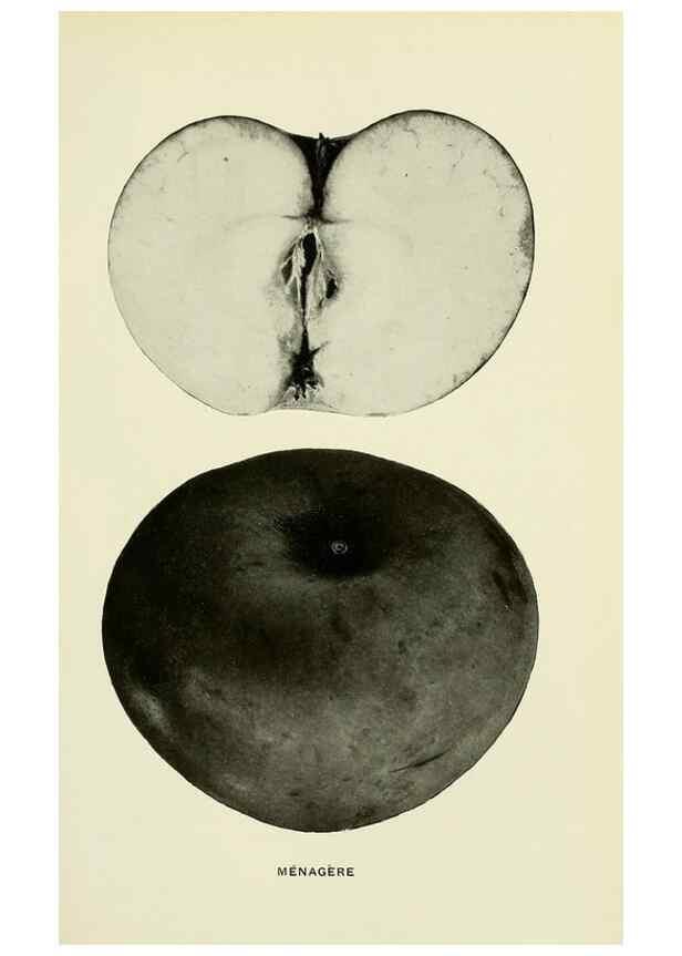 Reproducción/Reproduction 28587913598: The apples of New York,. Albany,J. B. Lyon Co., Printers,1905.. 