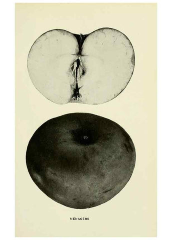 Reproducción/Reproduction 28587913598: The apples of New York,. Albany,J. B. Lyon Co., Printers,1905.. 