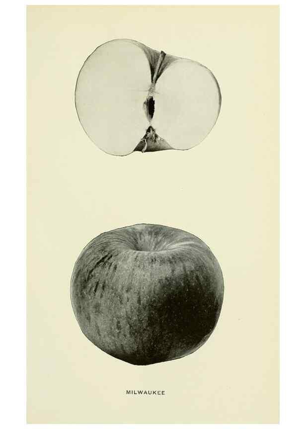 Reproducción/Reproduction 28587916428: The apples of New York,. Albany,J. B. Lyon Co., Printers,1905.. 