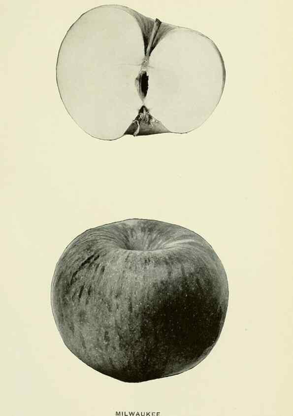 Reproducción/Reproduction 28587916428: The apples of New York,. Albany,J. B. Lyon Co., Printers,1905.. 
