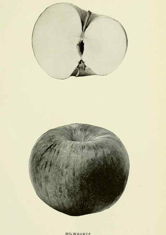 Reproducción/Reproduction 28587916428: The apples of New York,. Albany,J. B. Lyon Co., Printers,1905.. 