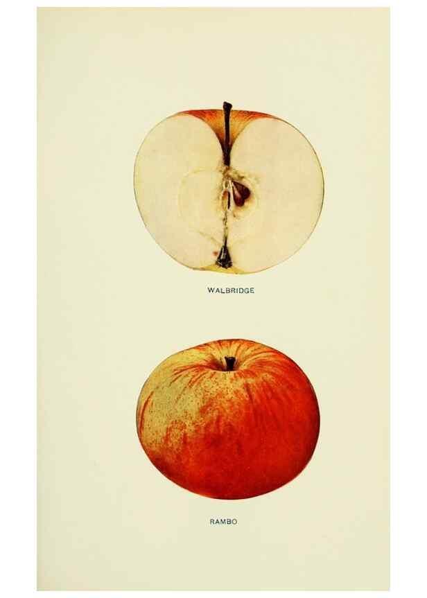Reproducción/Reproduction 40652156210: The apples of New York,. Albany,J. B. Lyon Co., Printers,1905.. 