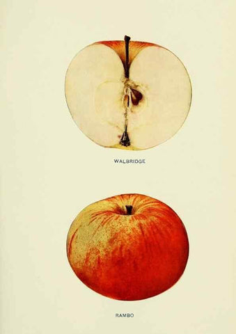 Reproducción/Reproduction 40652156210: The apples of New York,. Albany,J. B. Lyon Co., Printers,1905.. 