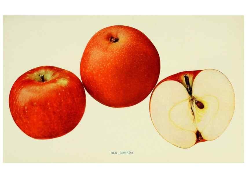 Reproducción/Reproduction 27590273547: The apples of New York,. Albany,J. B. Lyon Co., Printers,1905.. 