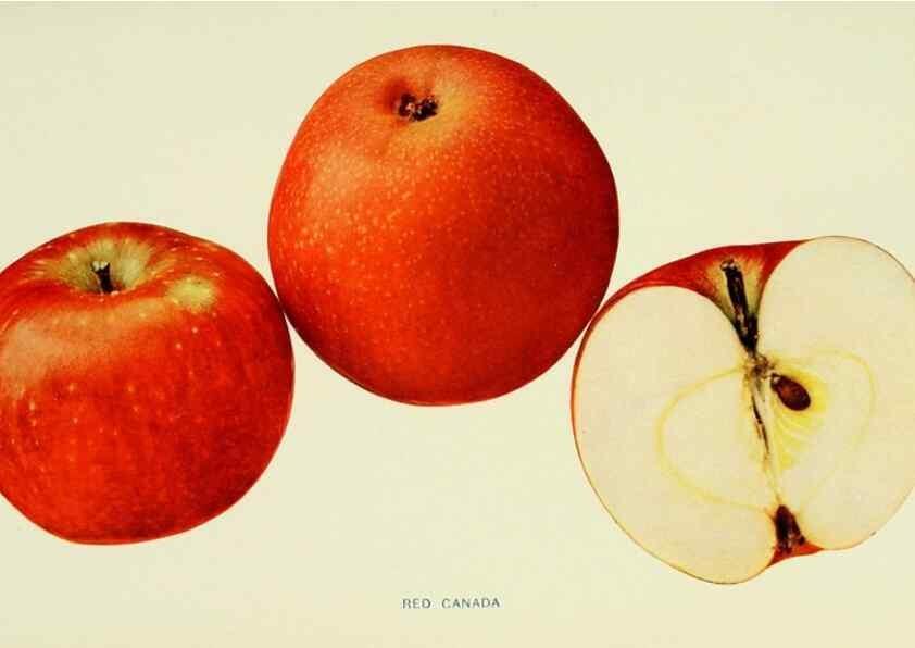 Reproducción/Reproduction 27590273547: The apples of New York,. Albany,J. B. Lyon Co., Printers,1905.. 